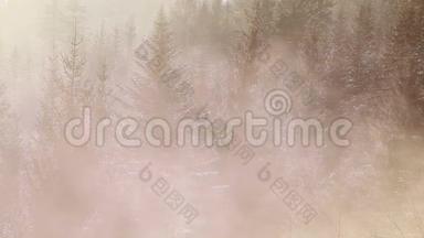 清晨，雾爬过松树林